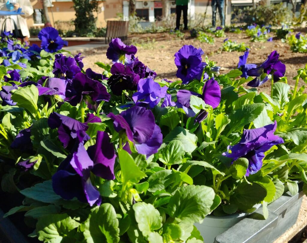 Los vecinos plantan flores moradas en el parque Doctor Fleming