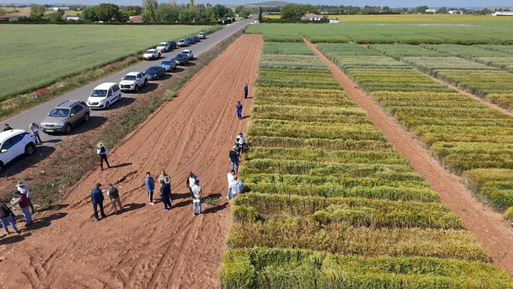 Jornada de campo organizada por la Cooperativa ‘Tierra de Calatrava’ con motivo de San Isidro.