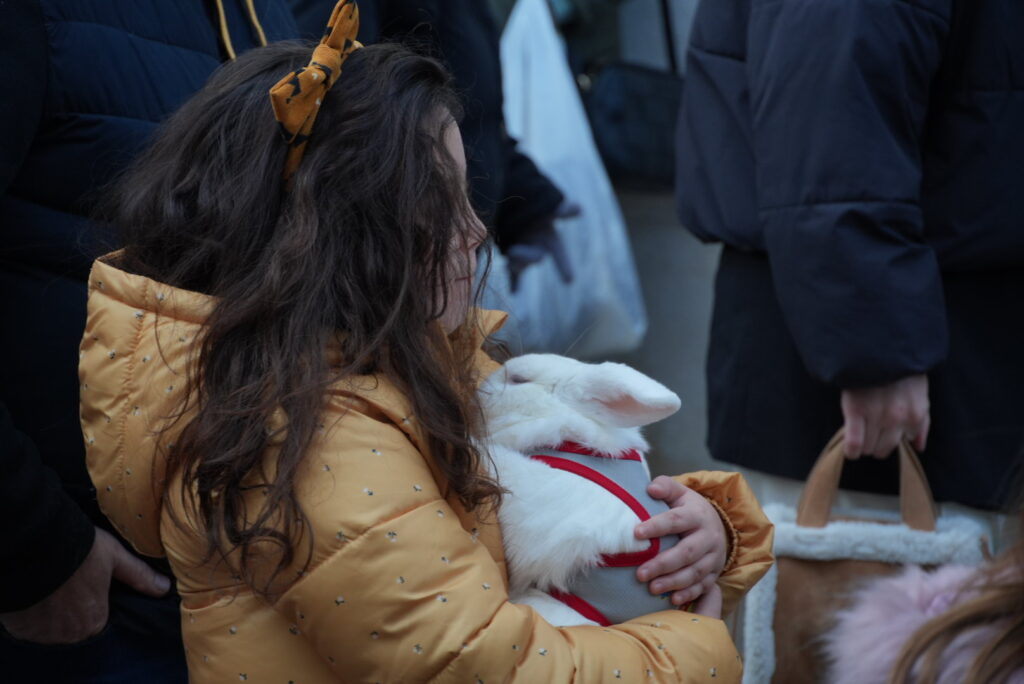 Una niña y su conejo participan en la procesión de San Antón | Diario de Miguelturra